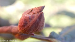 Dasineura serrulatae