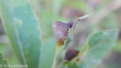 Dasineura salicifoliae