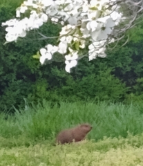 Marmota monax