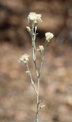 Pseudognaphalium thermale