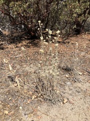 Pseudognaphalium thermale