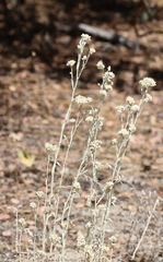 Pseudognaphalium thermale