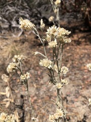 Pseudognaphalium thermale