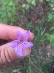 Ruellia drummondiana