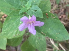 Ruellia drummondiana