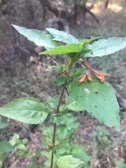 Ruellia drummondiana