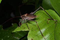 Mecopodinae