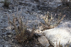 Eriogonum wrightii membranaceum