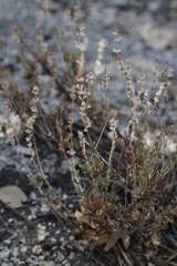 Eriogonum wrightii membranaceum