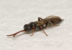 Dicaelotus pictus