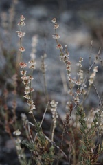 Eriogonum wrightii membranaceum