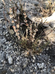 Eriogonum wrightii membranaceum