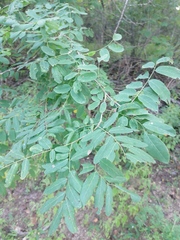 Apoplanesia paniculata