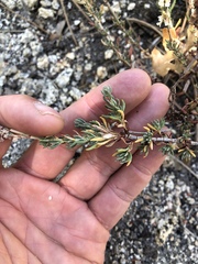 Eriogonum wrightii membranaceum