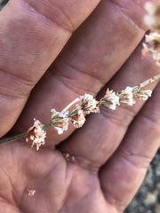 Eriogonum wrightii membranaceum