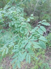Apoplanesia paniculata