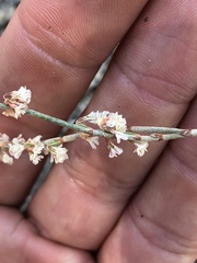 Eriogonum wrightii membranaceum
