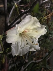 Rhododendron dalhousiae