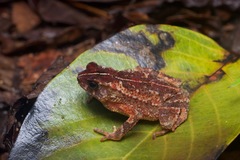 Ingerophrynus divergens