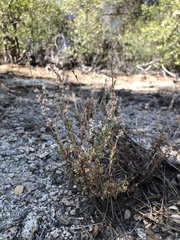 Eriogonum wrightii membranaceum