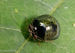 Brachyplatys subaeneus
