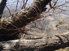 Barkeria scandens