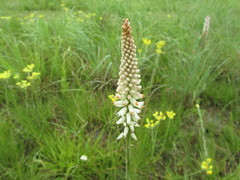 Kniphofia buchananii