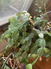 Rhipsalidopsis gaertneri