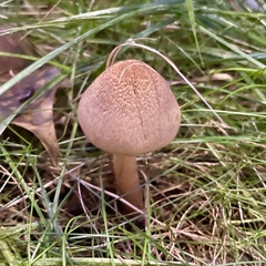Austroboletus gracilis