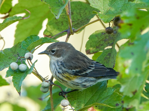 Yellow-rumped Warbler photographed in Virginia