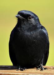 Melaenornis pammelaina ater