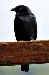 Melaenornis pammelaina ater