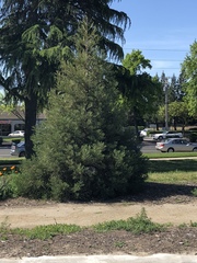 Sequoia sempervirens