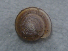 Helminthoglypta dupetithouarsi