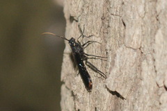 Urocerus cressoni