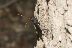 Urocerus cressoni