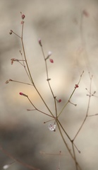 Eriogonum apiculatum