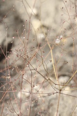 Eriogonum apiculatum