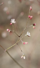 Eriogonum apiculatum