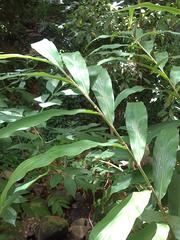 Hedychium