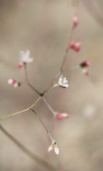 Eriogonum apiculatum