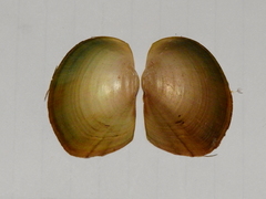 Anodontites obtusa