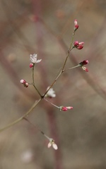 Eriogonum apiculatum