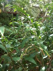 Hedychium