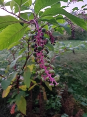Phytolacca americana
