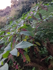 Phytolacca americana