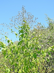 Wissadula amplissima