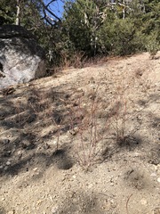 Eriogonum apiculatum