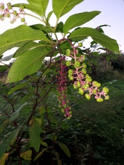 Phytolacca americana