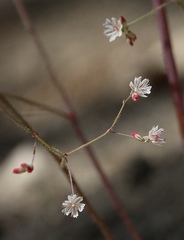 Eriogonum apiculatum